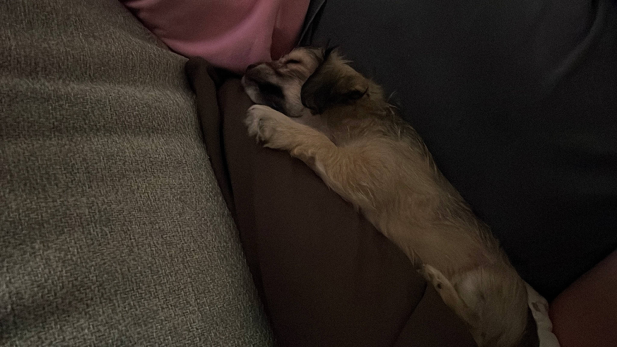 Bucky joined the competition — help win amazing prizes! carnivore, comfort, companion_dog, dog, dog_breed, fawn, felidae, gesture, grey, human_leg, knee, linens, sleeve, small_to_medium_sized_cats, snout, tail, tints_and_shades, whiskers, wood, wrist