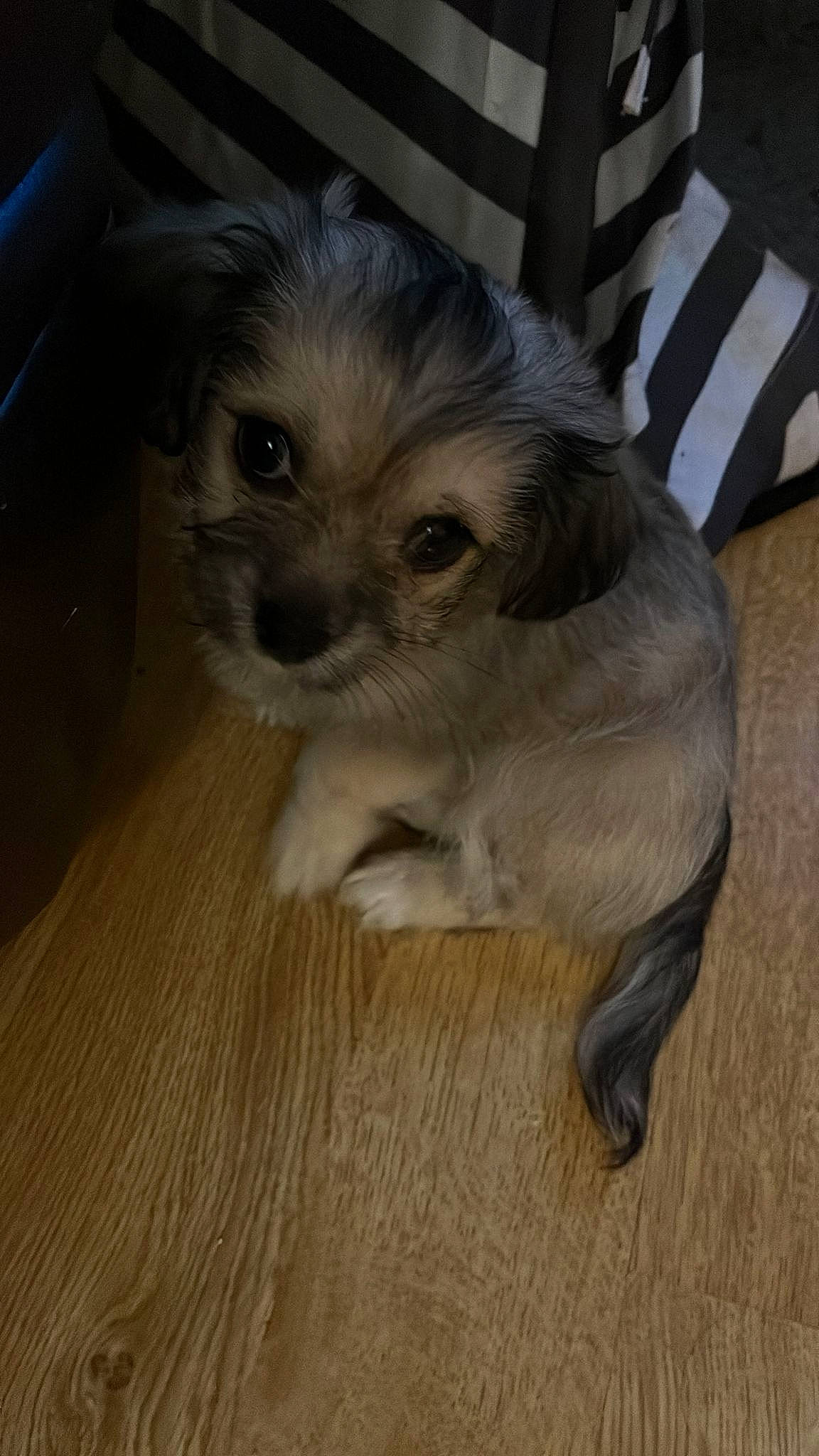 Bucky joined the competition — help win amazing prizes! carnivore, companion_dog, dog, dog_breed, dog_supply, fawn, felidae, flooring, fur, hardwood, laminate_flooring, pet_supply, snout, toy_dog, varnish, whiskers, wood, wood_flooring, wood_stain, working_animal