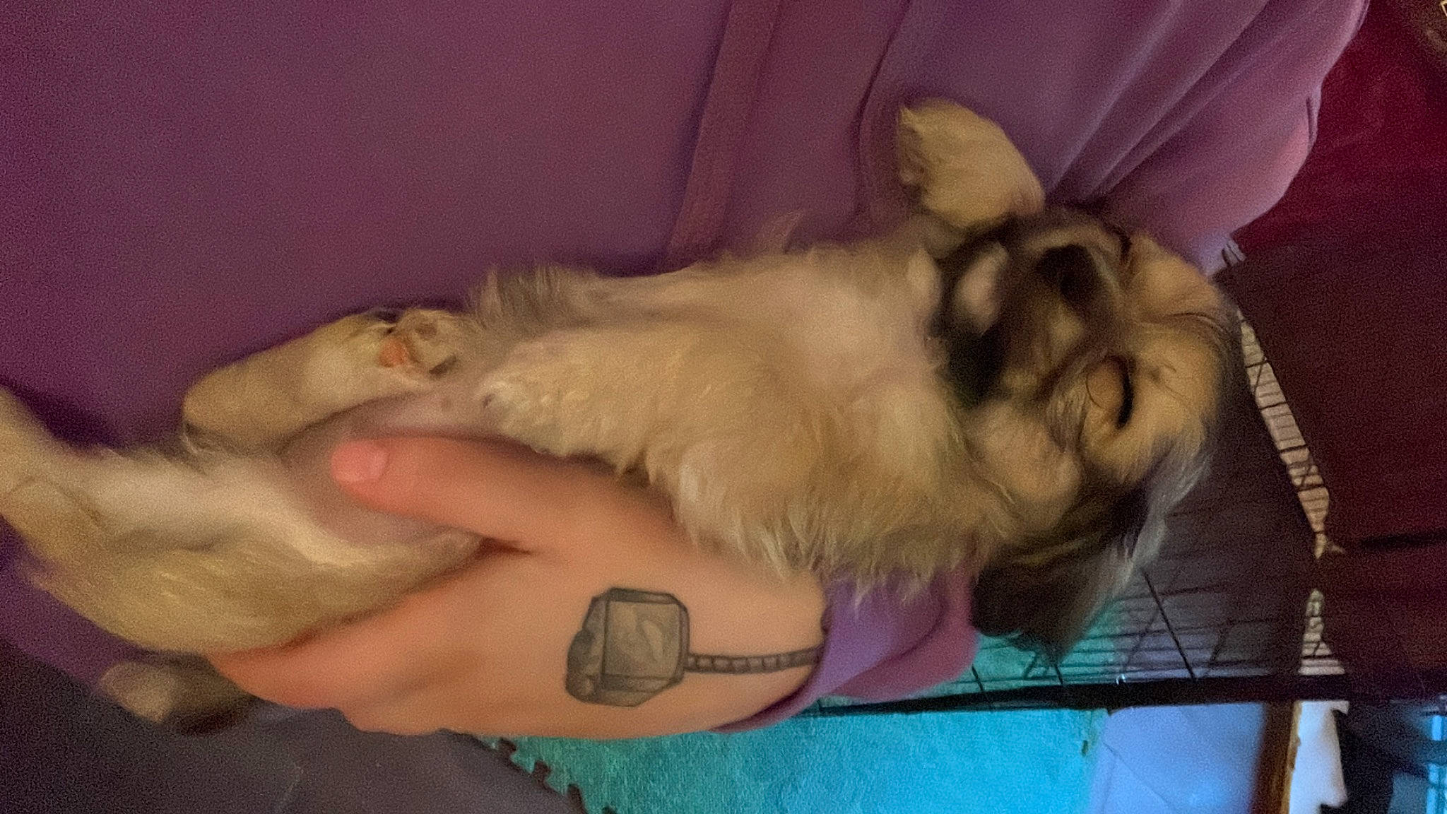 Bucky joined the competition — help win amazing prizes! beard, canidae, carnivore, comfort, companion_dog, dog, dog_breed, fawn, felidae, foot, fur, hand, nap, paw, pekingese, sporting_group, tail, toy_dog, watch, wrist