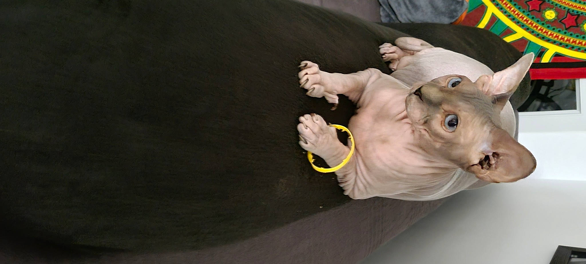 Fenrir participe au concours pour gagner de l'argent avec cette photo : adventure, baby, canidae, child, comfort, companion_dog, dog_breed, elbow, fawn, finger, gesture, nail, non_sporting_group, stuffed_toy, t_shirt, thumb, toddler, working_animal, wrinkle, wrist