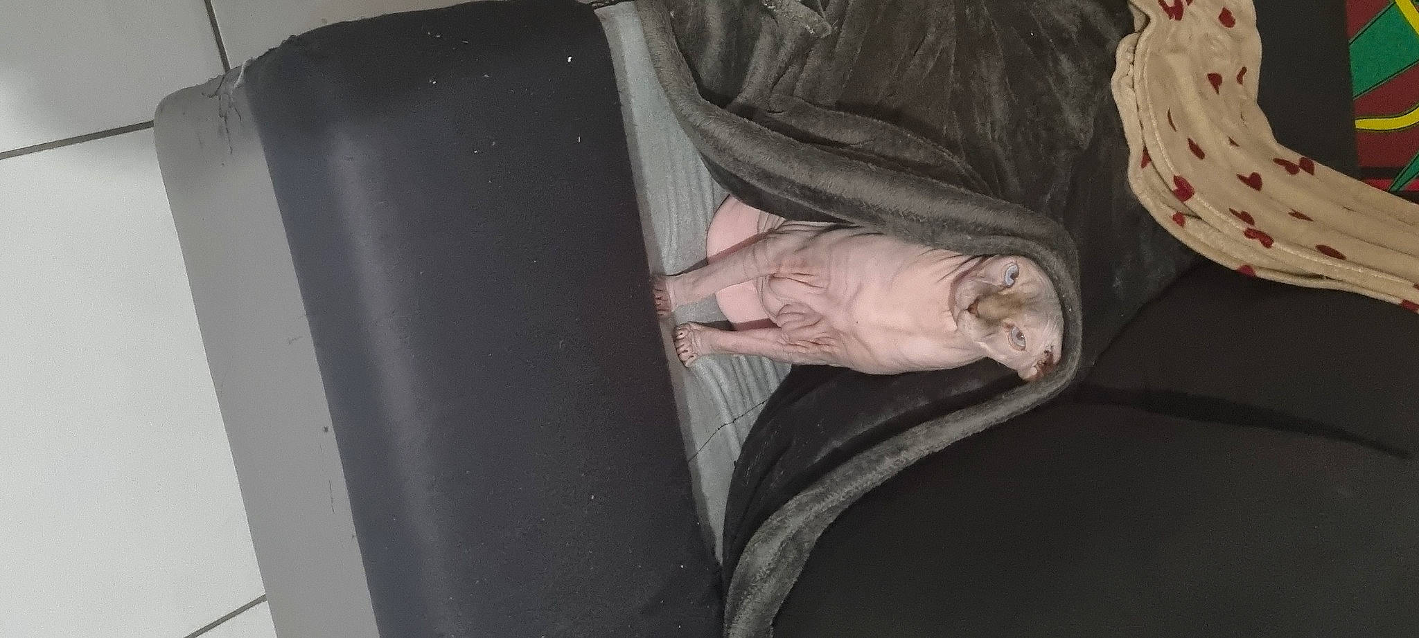 Fenrir participe au concours pour gagner de l'argent avec cette photo : auto_part, bumper, comfort, darkness, elbow, fish, flesh, foot, gesture, human_leg, knee, linens, nail, room, sitting, sleeve, vehicle_door, wood, wrinkle, wrist