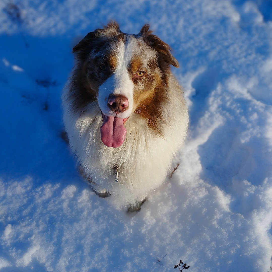 Tao participe au concours pour gagner de l'argent avec cette photo : aircraft, airplane, animal, bird, bodypart, canine, cockerspaniel, collie, dog, husky, mouth, nature, outdoors, person, pet, puppy, snow, transportation, vehicle, winter