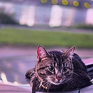 Crazy Legs joined the competition — help win amazing prizes! cat, tabby_cat, pet, animal, car, outdoor, blurred_background, bokeh, fur, whiskers, ears, collar, curious, close_up, mammal, feline, nature, soft_light, still_life, portrait