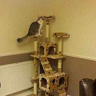 Dwight is registered to the contest to win money with this photo: