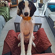 Loki participe au concours pour gagner de l'argent avec cette photo : dog, pet, indoor, living_room, furniture, plant, fan, table, collar, quilted_cover, brown, white, black, floor_tile, sofa, cushion, phone, wooden_cabinet, curtain, window