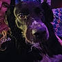 dog, person, selfie, indoor, purple_lighting, quilt, blanket, black_dog, white_fur, close_up, portrait, smile, long_hair, couch, relaxed, companion, pet, furry, human, friendship