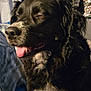 dog, black_dog, pet, close_up, tongue_out, indoor, fur, happy, animal, mammal, white_patch, content, portrait, canine, long_fur, cute, household, companion, relaxed, furry