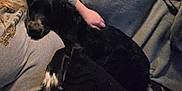 Theron is registered to the contest to win money with this photo: dog, person, cuddle, gray_shirt, black_dog, white_paws, blanket, indoor, resting, cozy, hand, comfort, relaxation, fur, casual_clothing, closeup, warm_lighting, pet, friendship, soft_texture