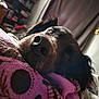 Theron is registered to the contest to win money with this photo: dog, close_up, resting, blanket, indoor, sleepy, cozy, fur, pet, black_dog, face, nose, animal, relaxation, soft, bed, curtain, furniture, home, comfort