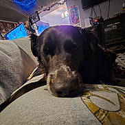 Theron joined the competition — help win amazing prizes! dog, black_dog, indoor, close_up, resting, couch, person, belly, television, poster, living_room, floor, blanket, cabinet, wires, lamp, table, relaxing, pet, cozy
