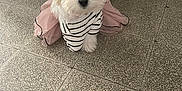 Nami participe au concours pour gagner de l'argent avec cette photo : dog, white_dog, pet, cute, bow, pink_bow, striped_shirt, tutu, pink_tutu, indoor, floor, tile_floor, small_dog, fluffy, sitting, adorable, animal, household, portrait, fashion
