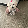 dog, white_dog, pet, cute, bow, pink_bow, striped_shirt, tutu, pink_tutu, indoor, floor, tile_floor, small_dog, fluffy, sitting, adorable, animal, household, portrait, fashion