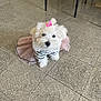 Nami a rejoint le concours — aidez-le/la à gagner de superbes lots ! dog, pet, indoor, floor, tiled_floor, table_legs, white_dog, bow, pink_bow, tutu, clothing, striped_shirt, cute, fluffy, small_dog, sitting, adorable, animal, companion, domestic