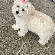 Nami a rejoint le concours — aidez-le/la à gagner de superbes lots ! dog, white_dog, fluffy, bow, pink_bow, pet, cute, small_dog, fur, indoor, tile_floor, looking_up, animal, companion, adorable, standing, curious, domestic_animal, friendly, house