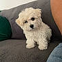 Nami participe au concours pour gagner de l'argent avec cette photo : puppy, dog, white, fluffy, cute, pet, indoor, couch, gray, green_pillow, head_tilt, fur, small_dog, adorable, companion, looking, curious, domestic_animal, sitting, household