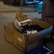 Mamas joined the competition — help win amazing prizes! cat, cardboard_box, indoor, carpet, mirror, furniture, luggage, pet, black_and_white, curious, cozy, box, reflection, soft_lighting, wide_eyes, domestic, home, floor, relaxed, animal