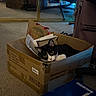cat, cardboard_box, indoor, carpet, mirror, furniture, luggage, pet, black_and_white, curious, cozy, box, reflection, soft_lighting, wide_eyes, domestic, home, floor, relaxed, animal