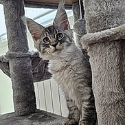 Bloom participe au concours pour gagner de l'argent avec cette photo : cat, kitten, fluffy, gray_tabby, pet, animal, whiskers, ears, eyes, standing, cat_tree, scratching_post, hanging_toy, indoor, home, fur, portrait, alert, cute, photography