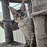 cat, kitten, fluffy, gray_tabby, pet, animal, whiskers, ears, eyes, standing, cat_tree, scratching_post, hanging_toy, indoor, home, fur, portrait, alert, cute, photography