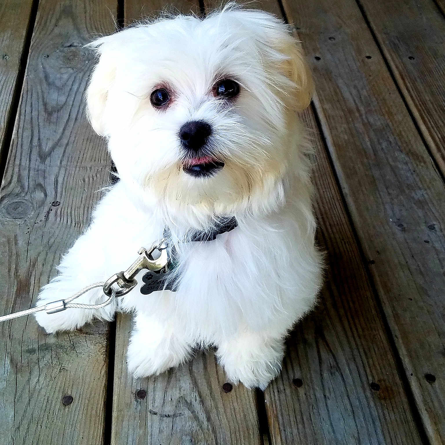 Zander