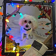 Zylo is registered to the contest to win money with this photo: dog, white_dog, fluffy, christmas_lights, colorful_lights, wooden_frame, knitted_blanket, festive, holiday_decor, santa_claus, decorations, cozy, indoor, pet, cute, collar, blurred_background, portrait, small_dog, holiday_theme