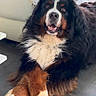 bernese_mountain_dog, dog, canine, pet, indoor, floor, crossed_paws, fur, black_fur, white_fur, brown_fur, crown_emoji, digital_overlay, relaxed, lying_down, animal, cute, fluffy, portrait, domestic_animal