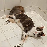 Plume participe au concours pour gagner de l'argent avec cette photo : cat, animal, pet, white_tile, floor, drain, indoor, tail_motion, curious, lying_down, feline, gray_fur, white_fur, beige_fur, wide_eyes, playful, looking_up, corner, clean, domestic
