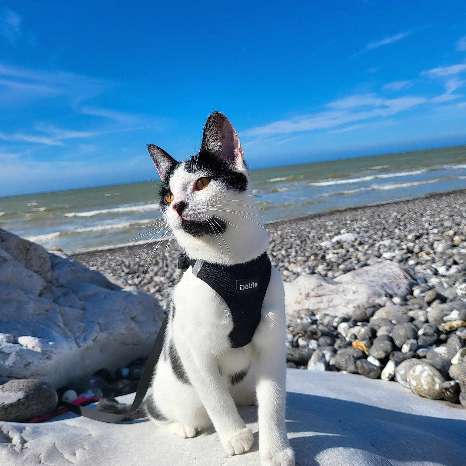 Lou participe au concours pour gagner de l'argent avec cette photo : cat, animal, pet, black_and_white, harness, beach, rocky_beach, ocean, sea, sky, outdoor, sunny, daylight, nature, whiskers, mammal, curious, sitting, portrait, leash