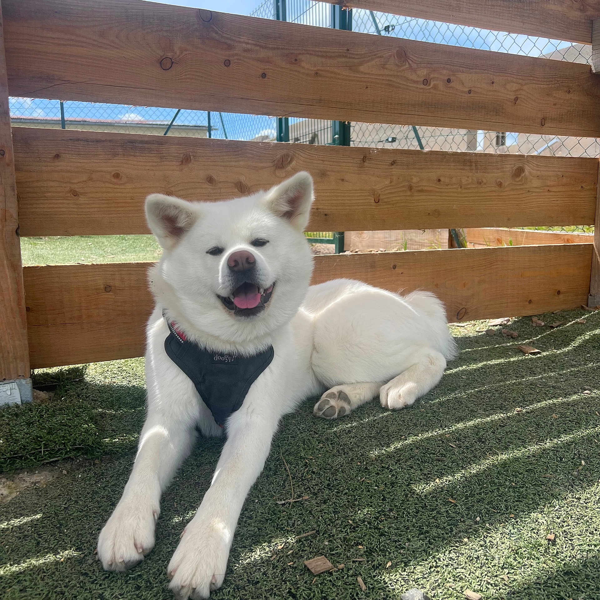 Vany participe au concours pour gagner de l'argent avec cette photo : animal, canine, daytime, dog, fence, grass, happy, harness, nature, outdoor, paw, pet, play_area, relaxed, resting, shaded, smiling, sunlight, tongue_out, white_dog