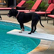 Lexie is registered to the contest to win money with this photo: backyard, black_and_white_dog, brick_wall, collar, diving_board, dog, lounge_chairs, outdoor, patio, pet, pool, poolside, profile, red_chairs, standing, summer, swimming_pool, tail, tongue, water
