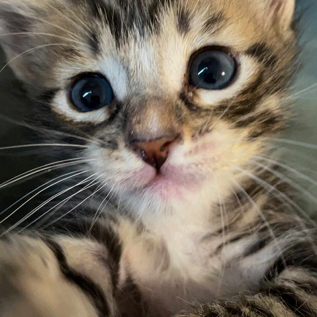Simba