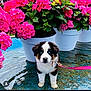 puppy, dog, blue_eyes, pink_flowers, flower_pots, wet_surface, leash, outdoor, plant, green_leaves, cute, pet, fur, young_dog, nature, colorful, spring, garden, small_animal, adorable