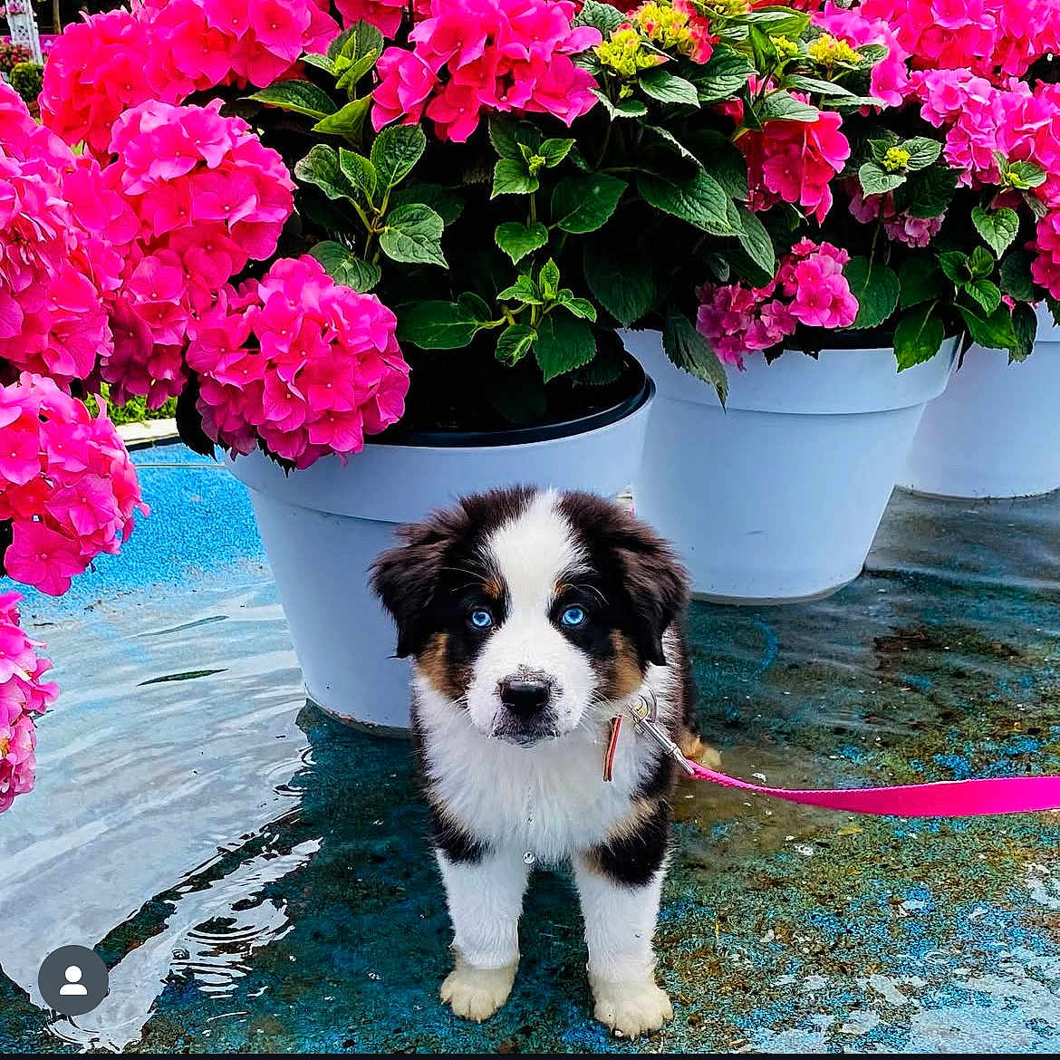 Vichy a rejoint le concours — aidez-le/la à gagner de superbes lots ! adorable, blue_eyes, colorful, cute, dog, flower_pots, fur, garden, green_leaves, leash, nature, outdoor, pet, pink_flowers, plant, puppy, small_animal, spring, wet_surface, young_dog