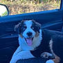 Vichy participe au concours pour gagner de l'argent avec cette photo : dog, puppy, blue_eyes, car_interior, car_seat, tongue_out, happy, fluffy, black_white_brown_fur, window, green_field, side_mirror, seat_fabric, door_panel, sunlight, pet, domestic_animal, vehicle, resting, indoor
