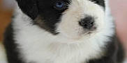 Vichy participe au concours pour gagner de l'argent avec cette photo : puppy, dog, blue_eyes, black_and_white, fluffy, close_up, cute, young, pet, animal, indoor, soft_fur, adorable, small_paws, portrait, curious, mammal, companion, domestic_animal, furry