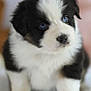 puppy, dog, blue_eyes, black_and_white, fluffy, close_up, cute, young, pet, animal, indoor, soft_fur, adorable, small_paws, portrait, curious, mammal, companion, domestic_animal, furry