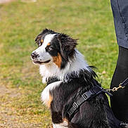 Vichy participe au concours pour gagner de l'argent avec cette photo : dog, leash, harness, grass, outdoor, pet, animal, black, white, brown, blue_eyes, person, clothing, walking, nature, daylight, canine, sitting, side_view, park