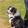 dog, leash, harness, grass, outdoor, pet, animal, black, white, brown, blue_eyes, person, clothing, walking, nature, daylight, canine, sitting, side_view, park