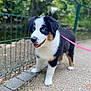 Vichy a rejoint le concours — aidez-le/la à gagner de superbes lots ! puppy, dog, blue_eyes, leash, pink_leash, outdoor, path, fence, black_white_brown_fur, happy, tongue_out, walking, young_dog, nature, greenery, pet, canine, sidewalk, curious, sunlight
