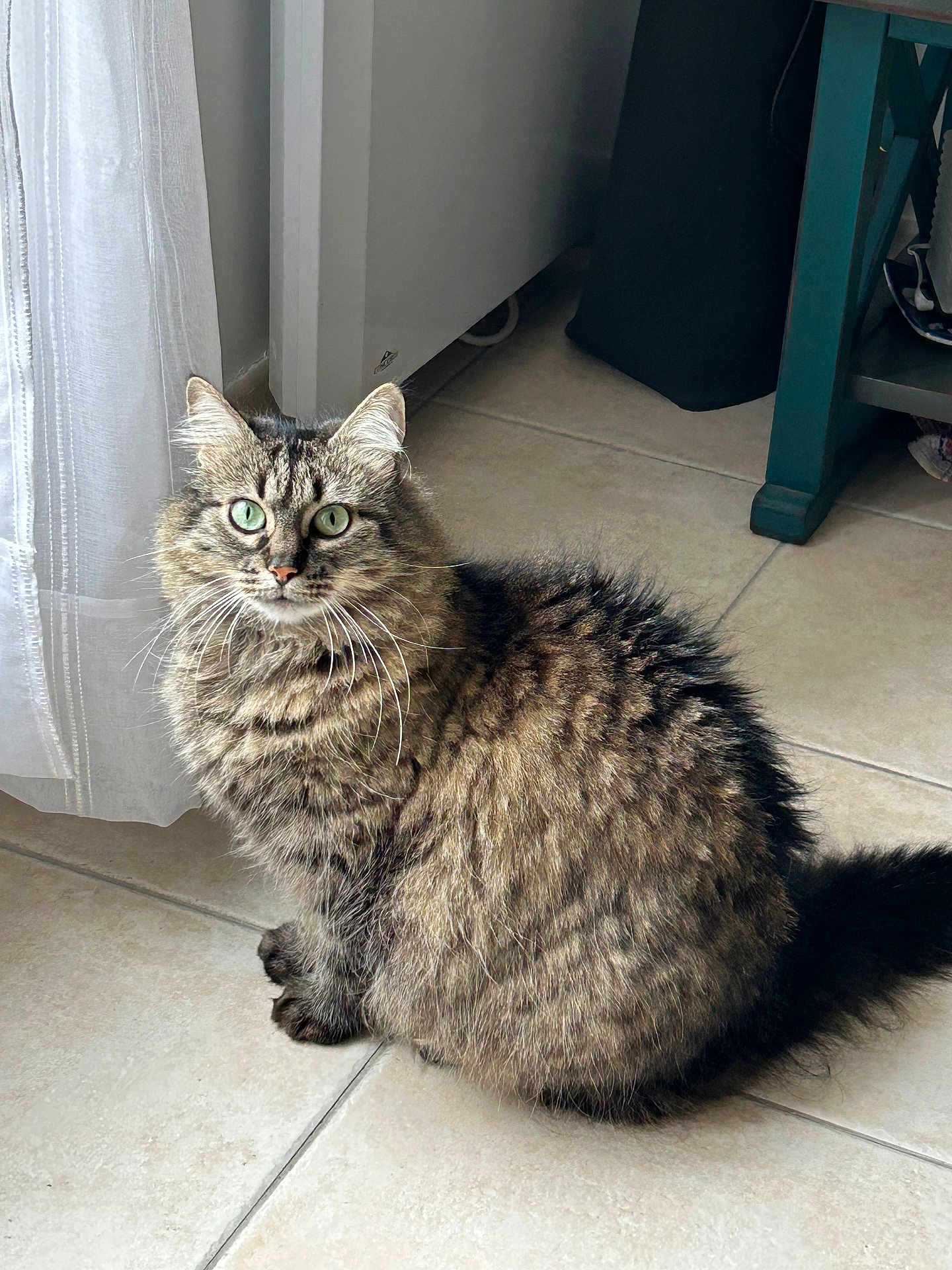 Mya participe au concours pour gagner de l'argent avec cette photo : cat, tabby_cat, long_hair, green_eyes, whiskers, sitting, tile_floor, curtain, indoor, furniture_leg, tail, fur, pet, domestic_animal, portrait, looking_at_camera, paws, cozy, natural_light, household