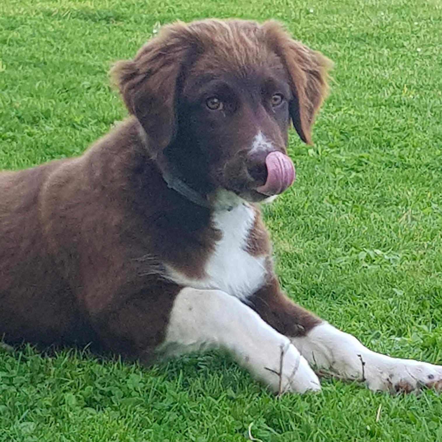 Smoogly a rejoint le concours — aidez-le/la à gagner de superbes lots ! animal, ball, bodypart, canine, dog, field, goldenretriever, grass, hound, labradorretriever, lawn, mouth, person, pet, plant, puppy, sport, tennis, tennisball, tongue