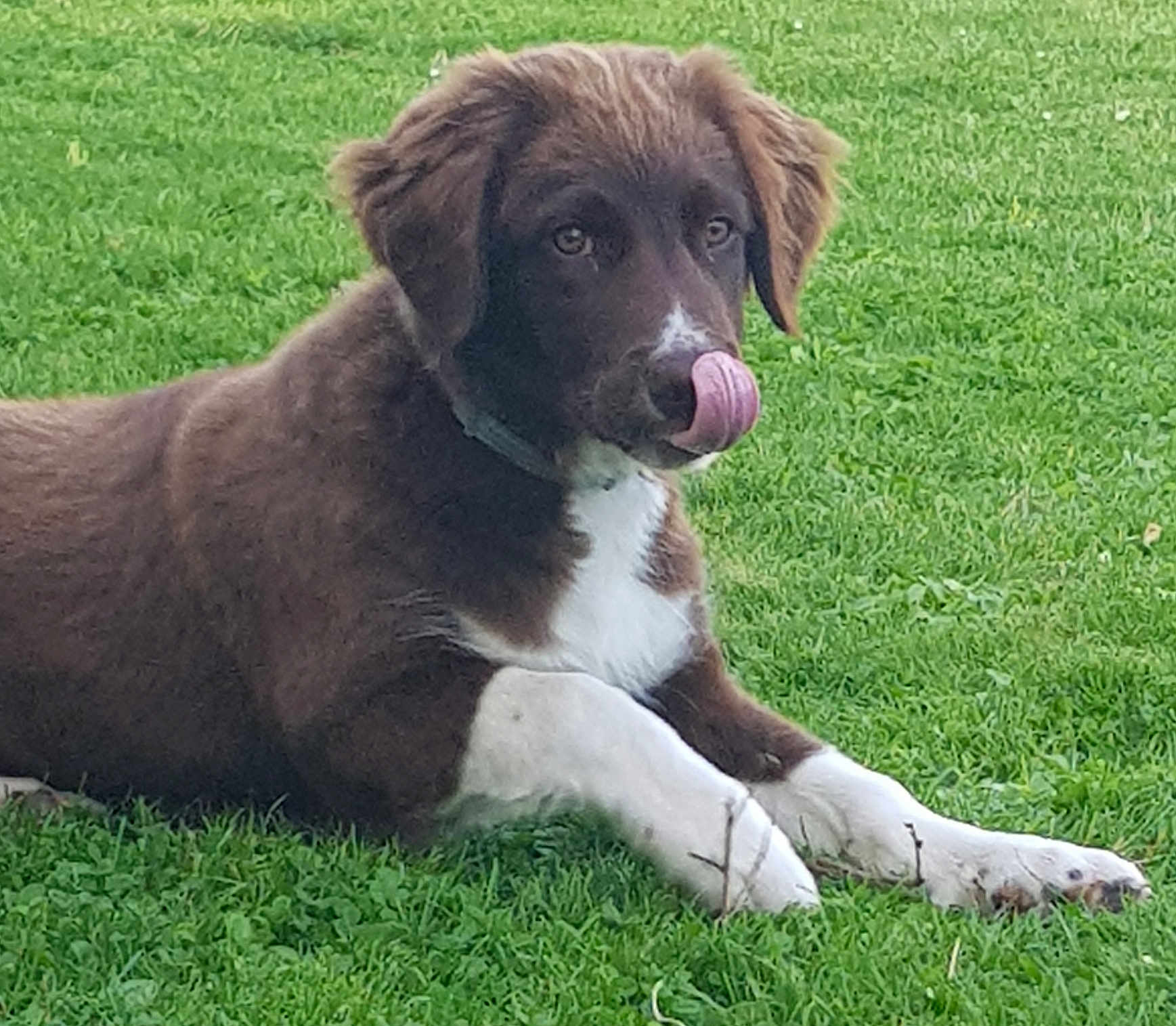 Smoogly a rejoint le concours — aidez-le/la à gagner de superbes lots ! animal, ball, bodypart, canine, dog, field, goldenretriever, grass, hound, labradorretriever, lawn, mouth, person, pet, plant, puppy, sport, tennis, tennisball, tongue