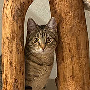Gracy Mae joined the competition — help win amazing prizes! animal, brown, cat, closeup, curious, cute, ears, eyes, feline, gray, indoor, looking, nature, pet, striped, tabby, texture, whiskers, wood, woodgrain