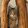 animal, brown, cat, closeup, curious, cute, ears, eyes, feline, gray, indoor, looking, nature, pet, striped, tabby, texture, whiskers, wood, woodgrain