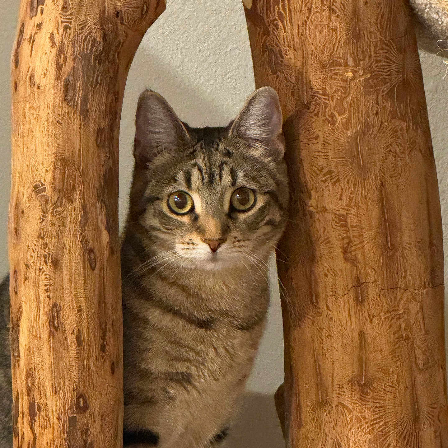 Gracy Mae joined the competition — help win amazing prizes! animal, brown, cat, closeup, curious, cute, ears, eyes, feline, gray, indoor, looking, nature, pet, striped, tabby, texture, whiskers, wood, woodgrain