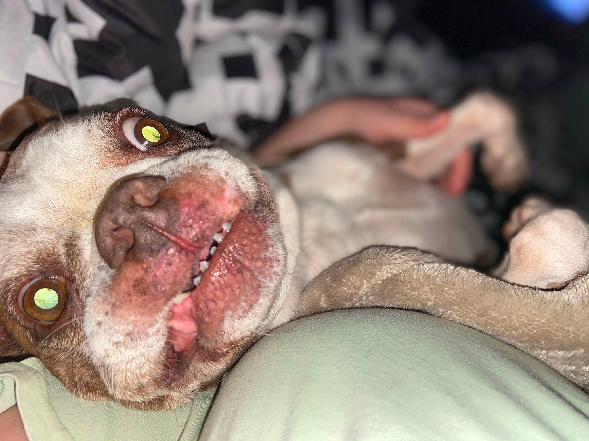 Pugzy joined the competition — help win amazing prizes! canidae, carnivore, companion_dog, dog, dog_breed, fawn, iris, jaw, liver, non_sporting_group, organ, skin, snout, sporting_group, tongue, tooth, vertebrate, whiskers, working_animal, working_dog