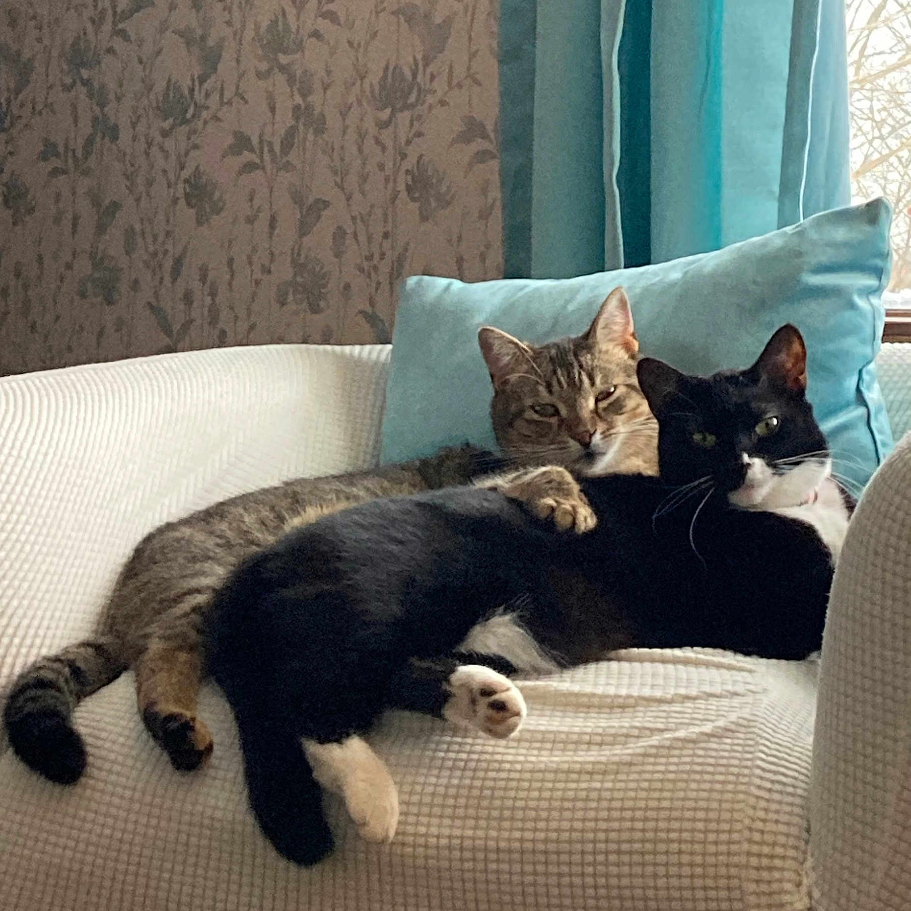 Daisy And Pumpkin is registered to the contest to win money with this photo: armchair, black_and_white_cat, cat, comfort, cozy, curtains, cushion, feline, fur, household, indoor, pets, relaxed, resting, snuggling, tabby_cat, tail, wallpaper, whiskers, window