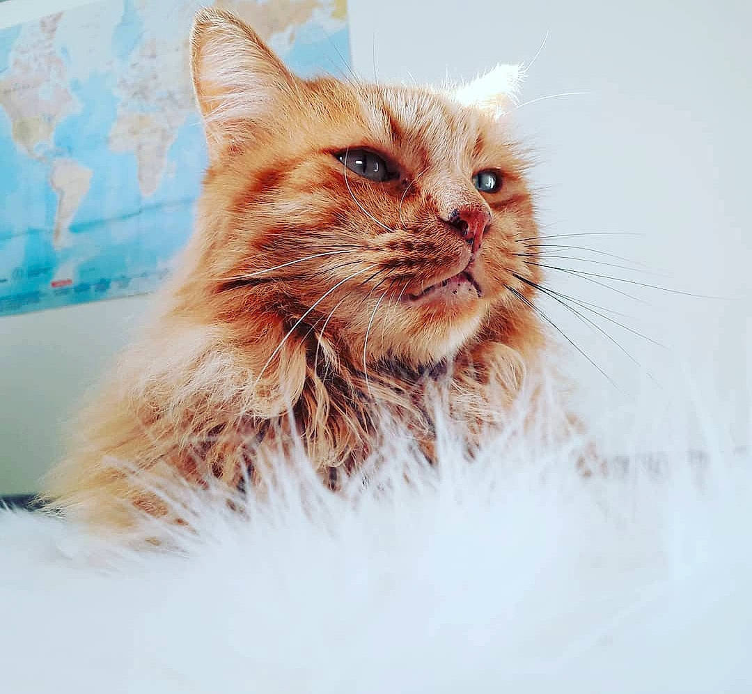 Simba participe au concours pour gagner de l'argent avec cette photo : art, british_longhair, carnivore, cat, claw, domestic_short_haired_cat, fawn, felidae, fur, hair, palm_tree, peach, persian, plant, small_to_medium_sized_cats, snout, street_light, tail, whiskers, window