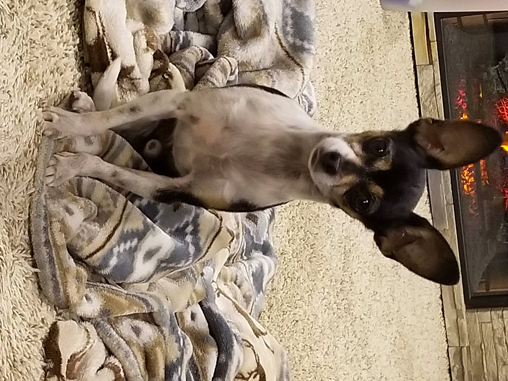 Peewee is registered to the contest to win money with this photo: art, barechested, bronze_sculpture, canidae, carnivore, dog, dog_breed, fawn, human_leg, jaw, monument, sculpture, snout, sporting_group, statue, sunglasses, visual_arts, window, wood, working_animal