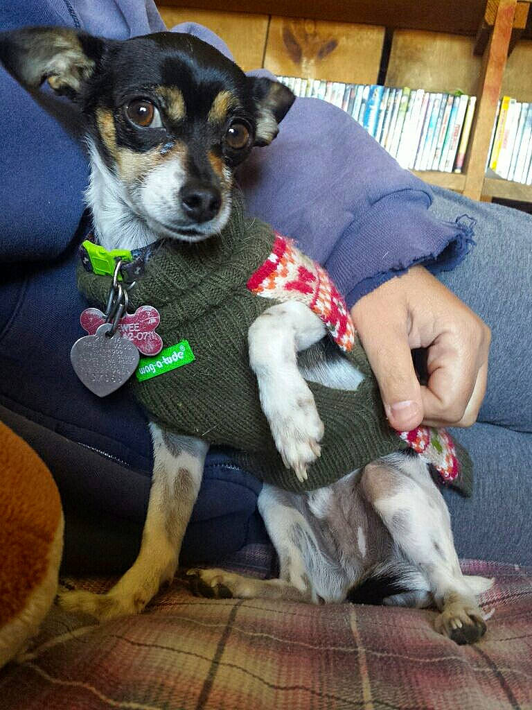 Peewee is registered to the contest to win money with this photo: canidae, carnivore, collar, comfort, companion_dog, dog, dog_breed, dog_clothes, dog_supply, ear, fawn, fur, lap, paw, snout, sporting_group, toy_dog, vertebrate, whiskers, working_animal